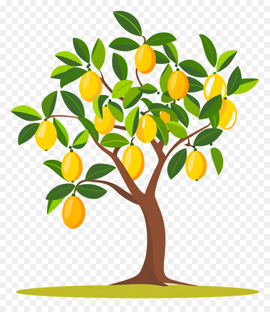 árbol De Mango，Fruta PNG