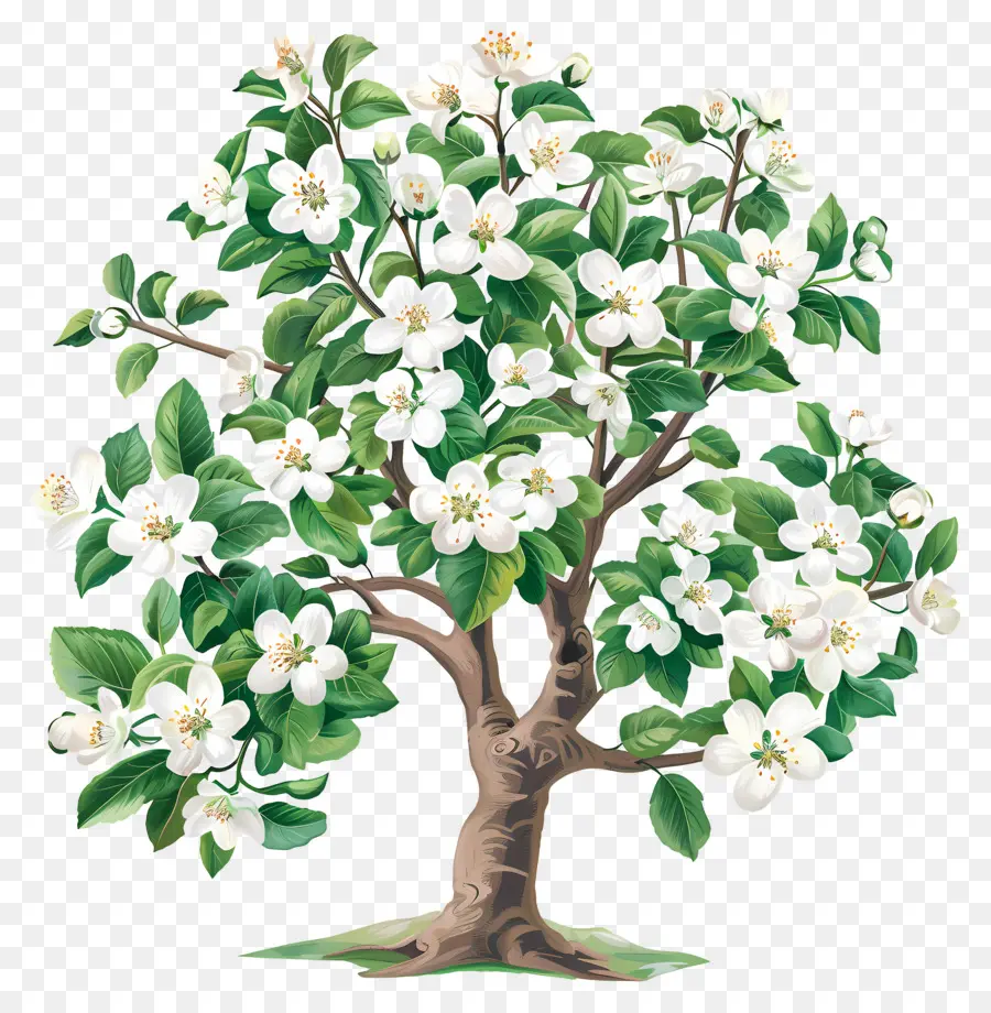 árbol De Flores，árbol Floreciente PNG