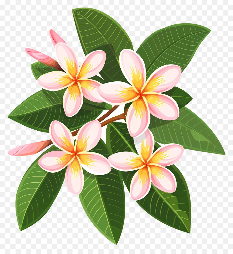 Flor De Plumeria，Flores Amarillas PNG