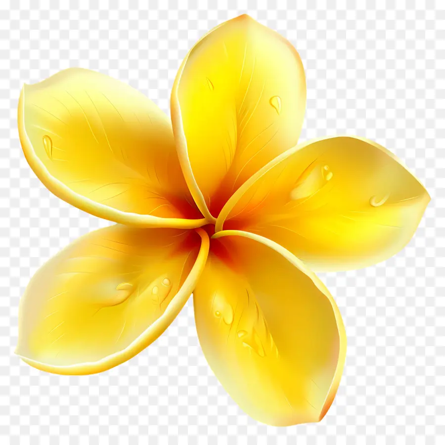 Flor De Plumeria，Flor Amarilla Con Gotas De Agua PNG