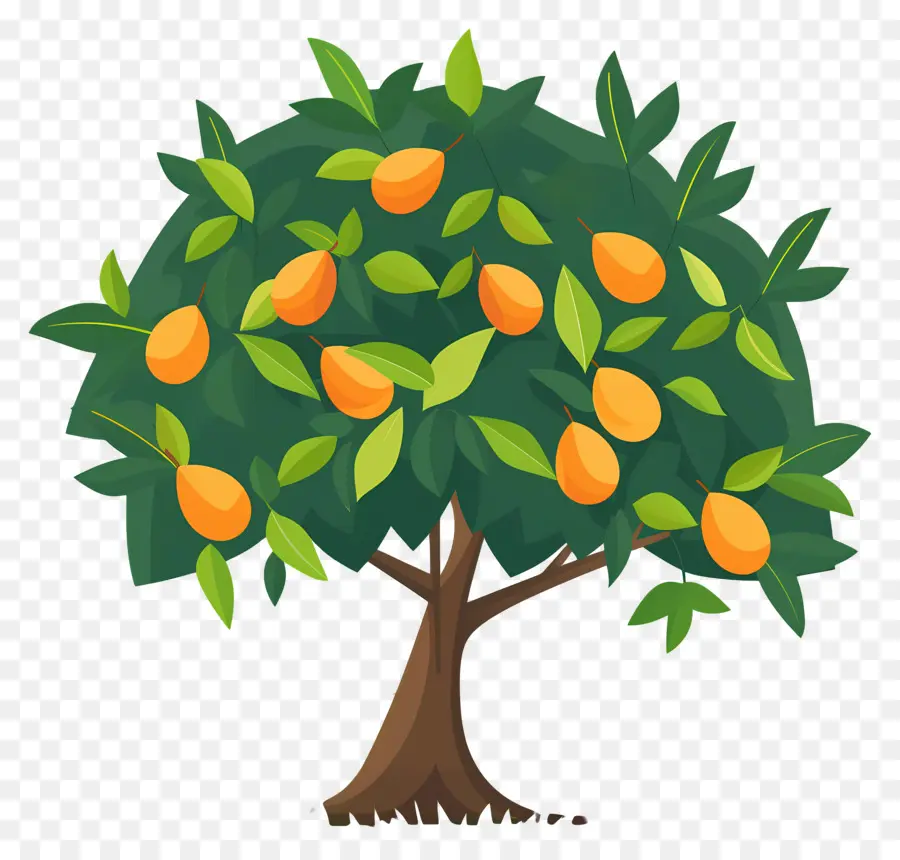 árbol De Mango，Fruta PNG