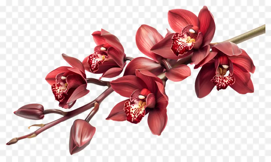 Flor De Orquídea，Orquídeas Rojas PNG