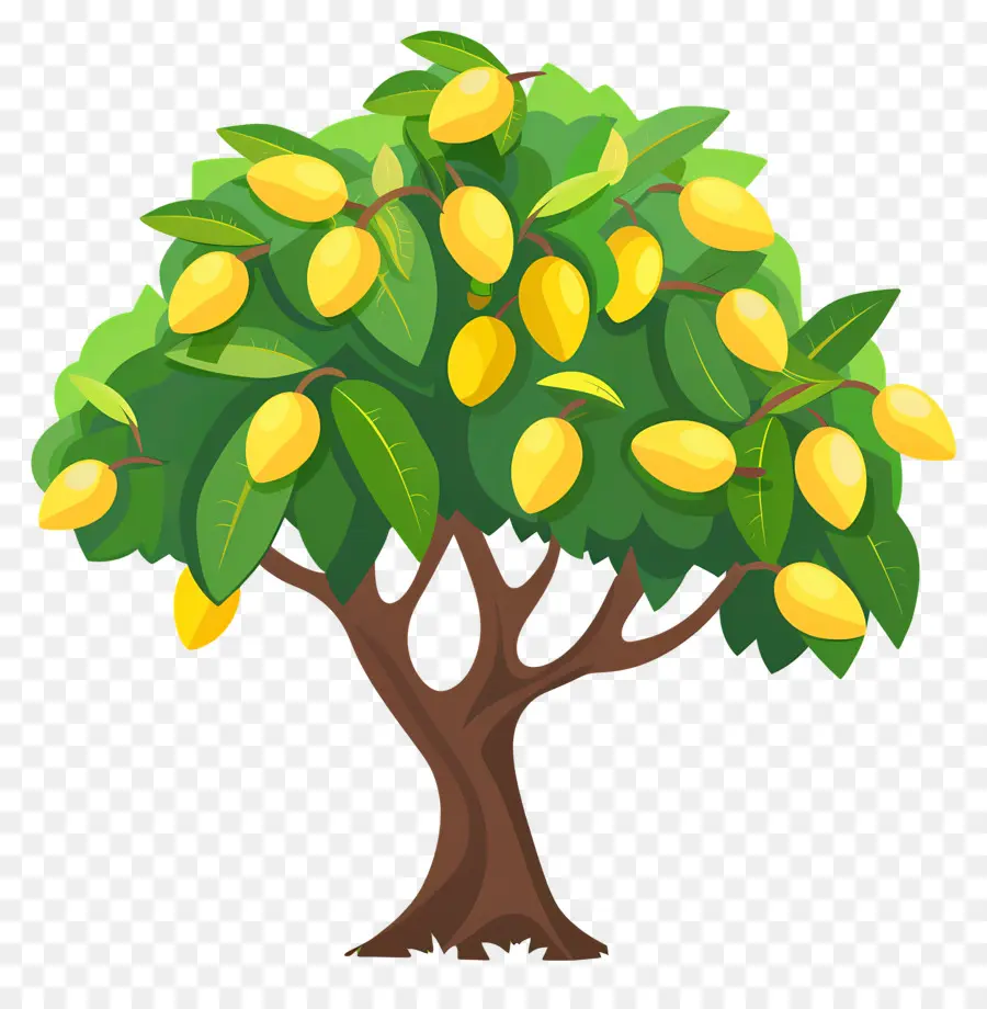 árbol De Mango，Fruta PNG