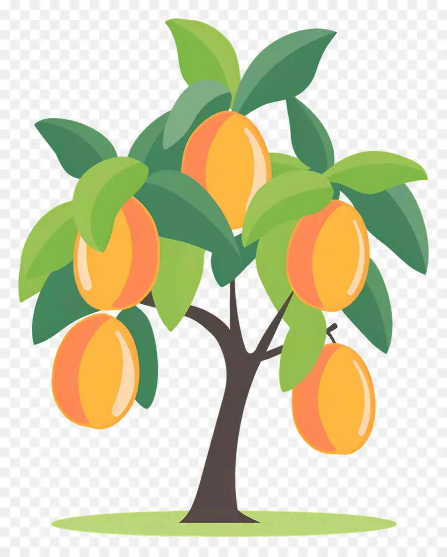 árbol De Mango，Limonero PNG