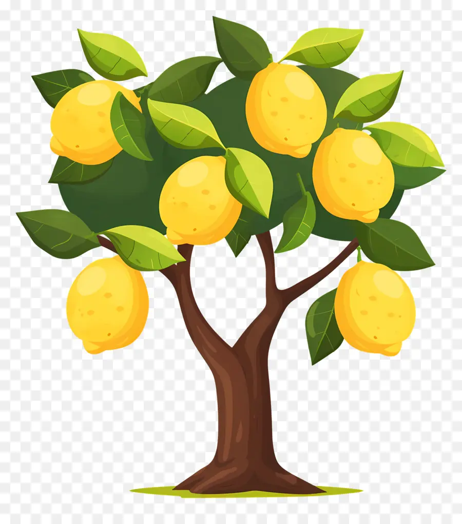 Limonero，árbol De Mango PNG