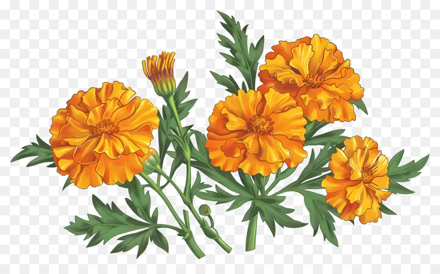 Flores De Caléndula，Flores Naranjas PNG