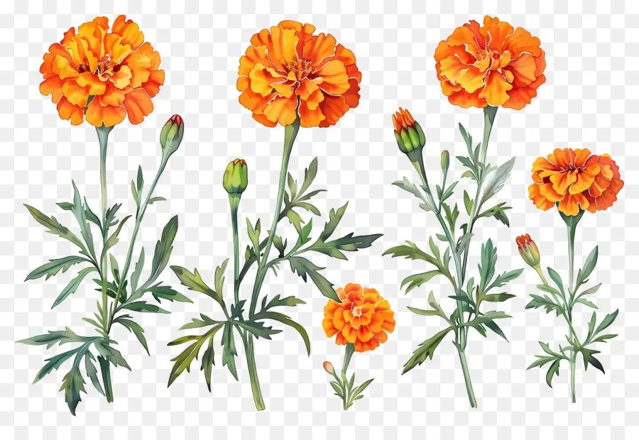 Flores De Caléndula，Caléndulas Naranjas PNG