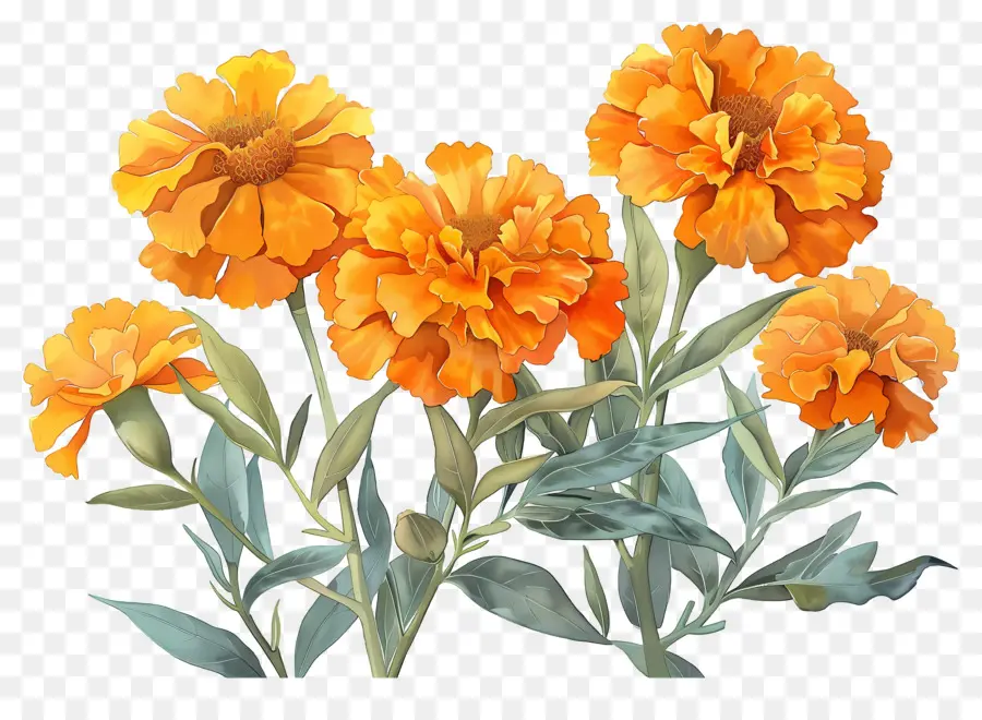 Flores De Caléndula，Caléndulas Naranjas PNG