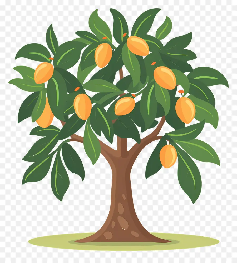 árbol De Mango，Fruta PNG