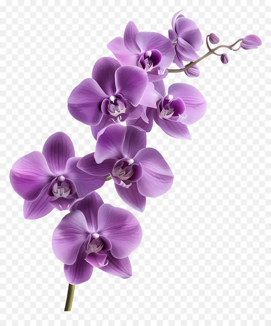 Flor De Orquídea，Orquídea Blanca PNG