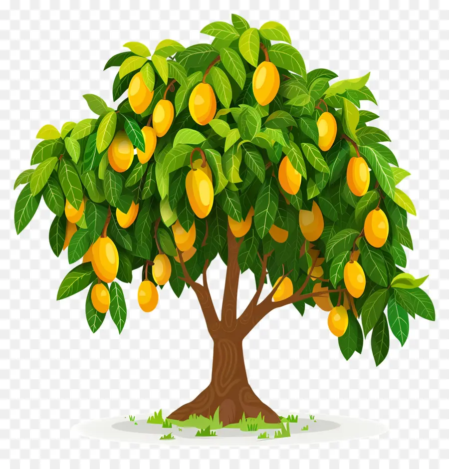 árbol De Mango，Fruta PNG