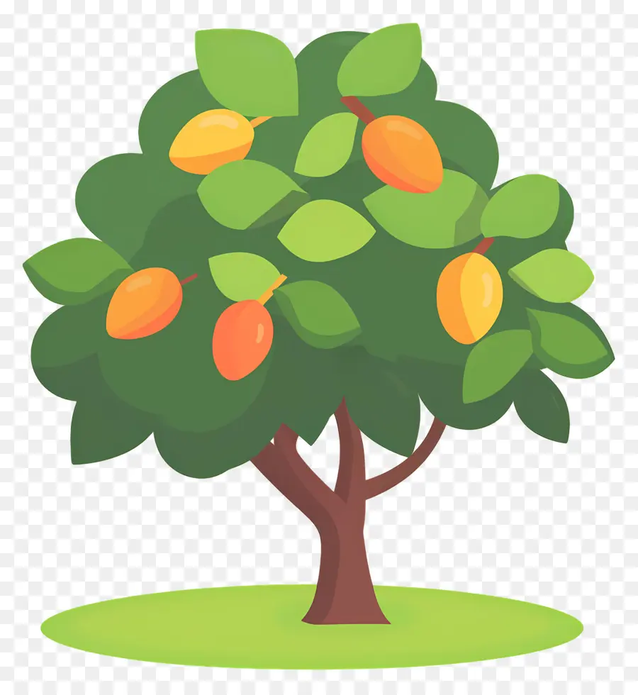 árbol De Mango，Fruta PNG