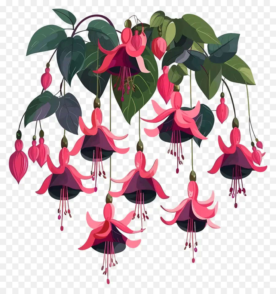 Flores Colgantes，Flores Rosadas Fucsias PNG