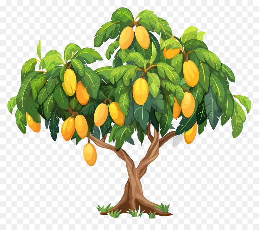 árbol De Mango，Fruta PNG