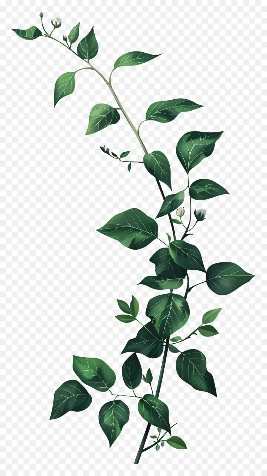 Planta Trepadora，Planta Verde PNG