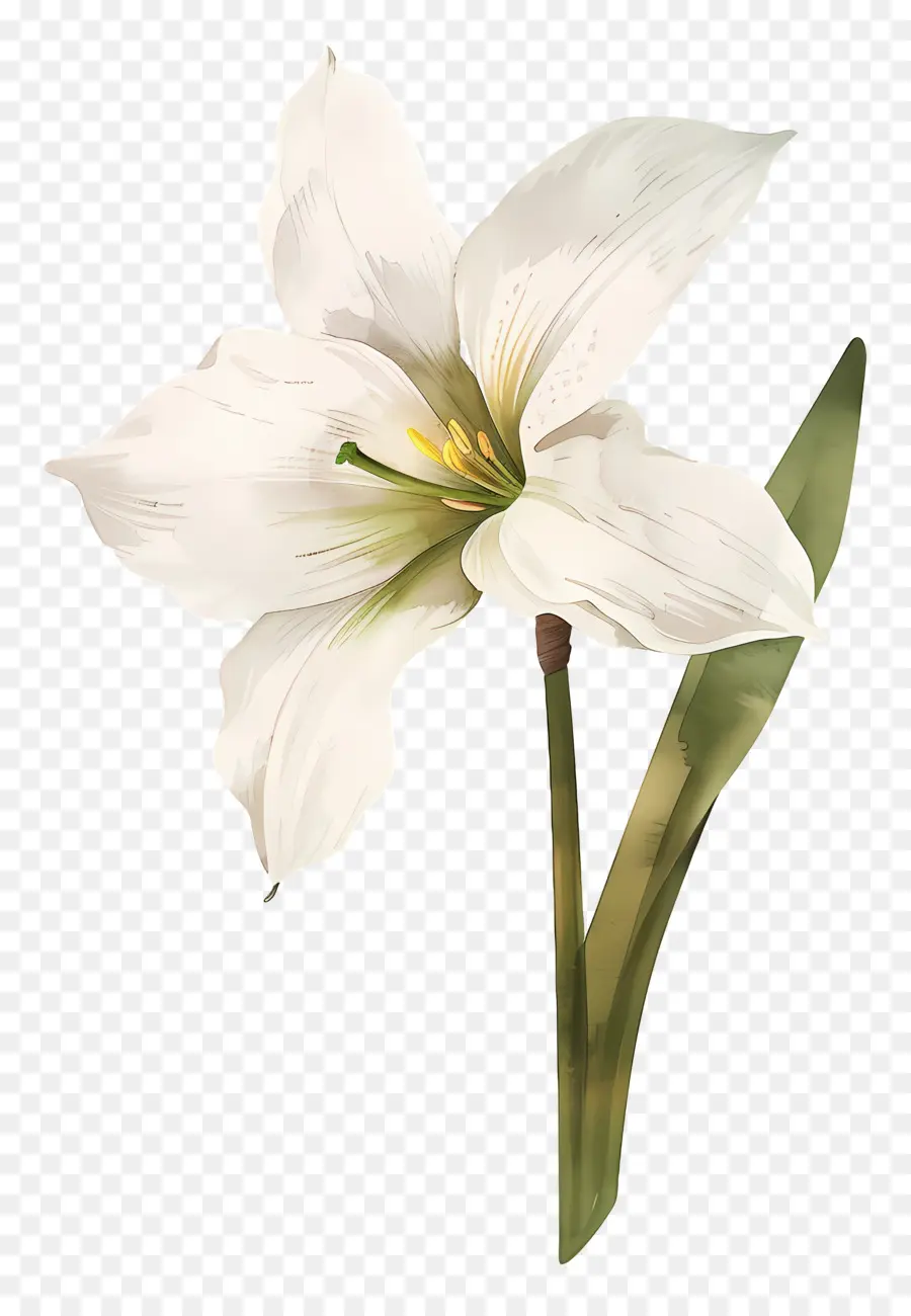 Flor De Lirio，Flor Blanca PNG