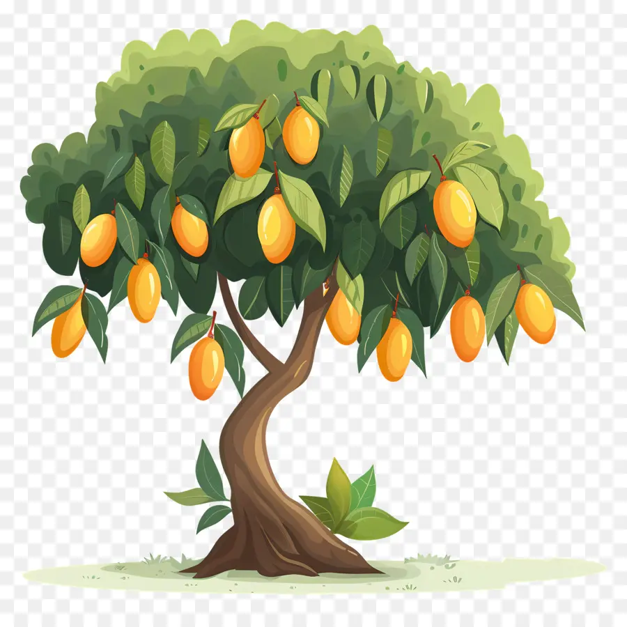 árbol De Mango，Fruta PNG