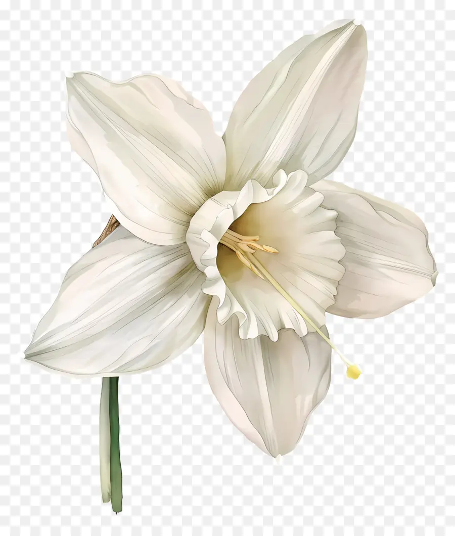 Flor De Lirio，Flor Blanca PNG