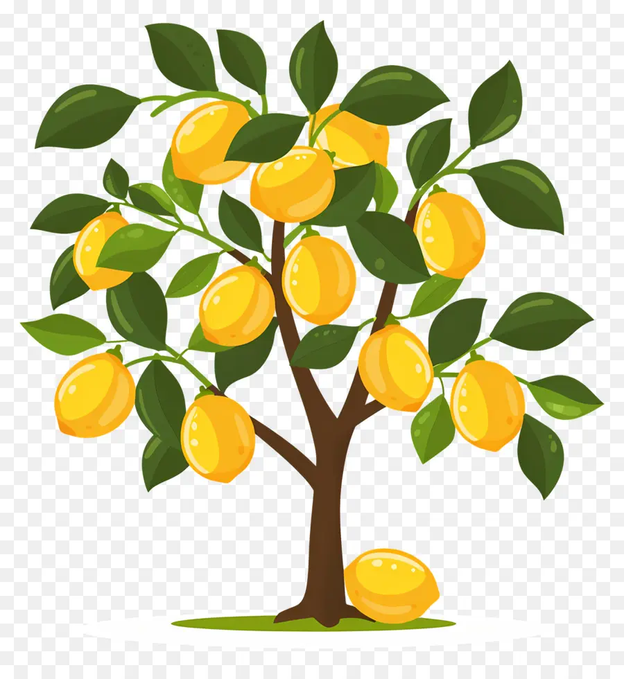 Limonero，árbol De Mango PNG