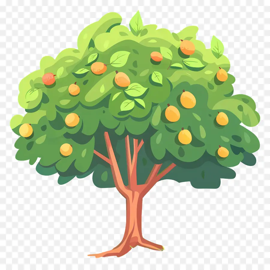 árbol De Mango，Fruta PNG