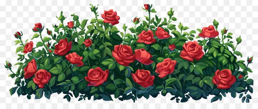 Rosal，Rosas Rojas PNG