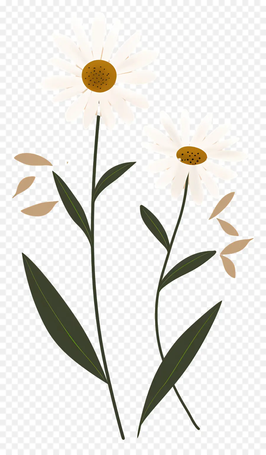 Flores De Margarita，Margarita PNG