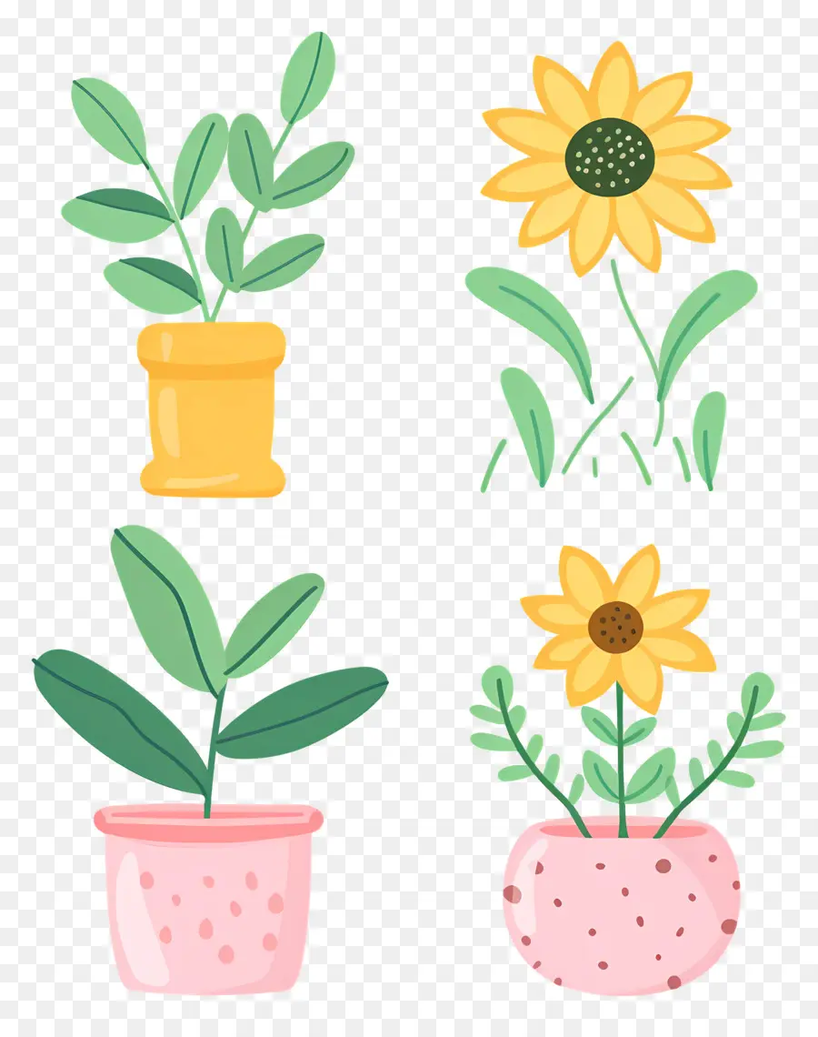 Plantas En Macetas，Macetas De Girasol PNG