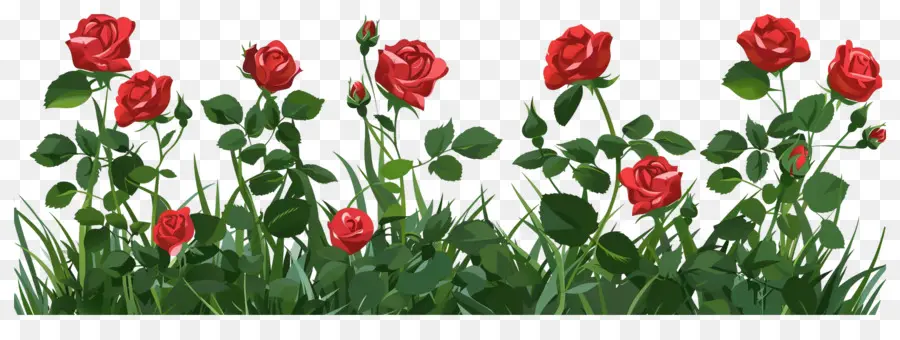 Rosal，Rosas PNG