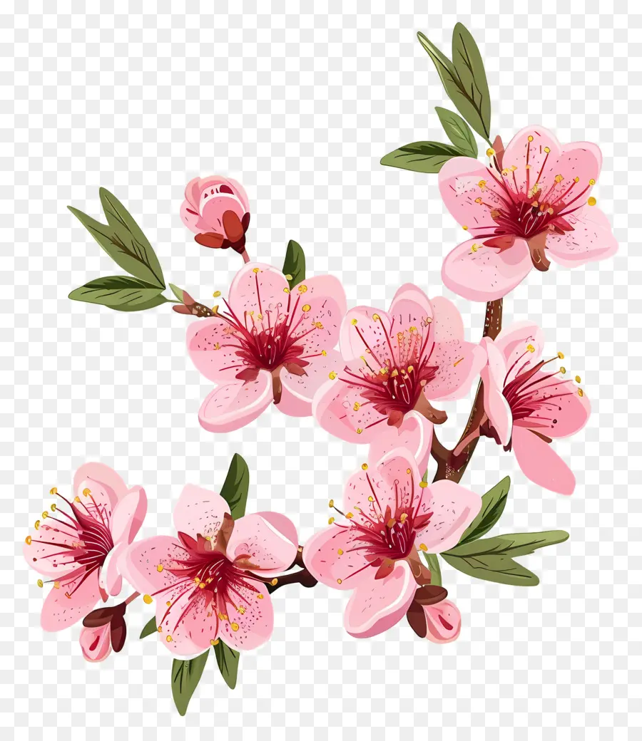 Flor De Cerezo，Flores De Cerezo PNG