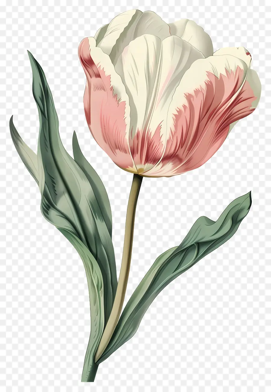 Flor De La Vendimia，Tulipán Rojo PNG