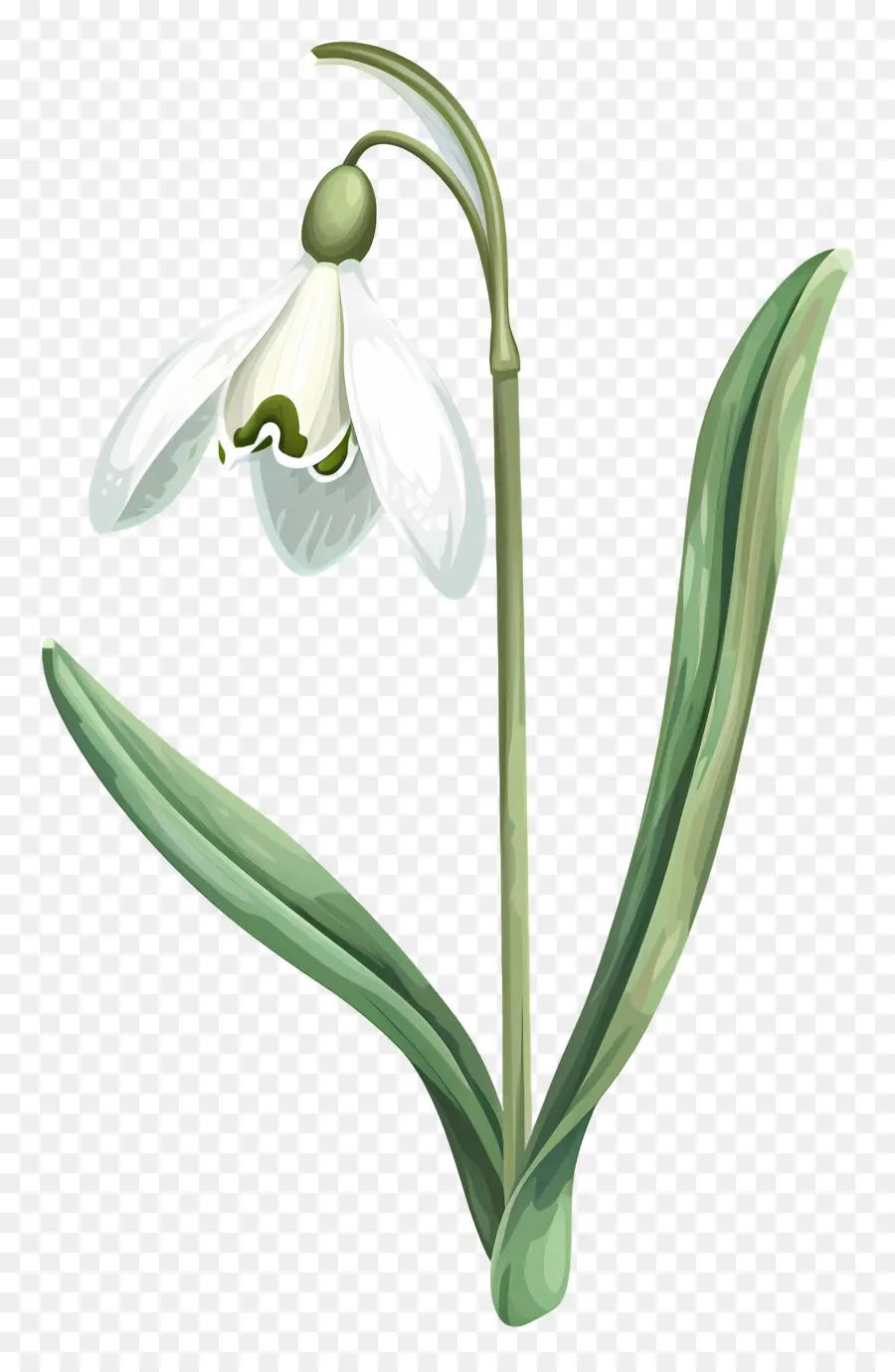 Campanilla De Febrero，Flor De Campanilla De Invierno PNG