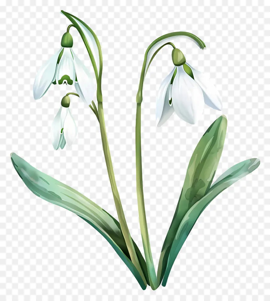 Campanillas De Invierno，Flor De Campanilla Blanca PNG