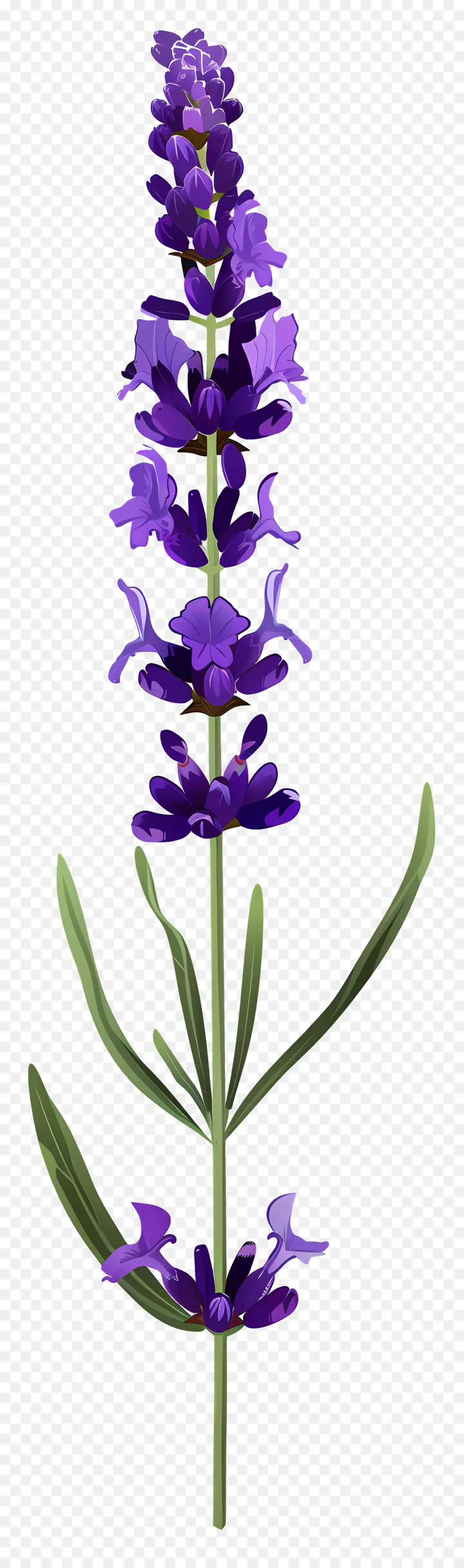 Flor De Lavanda，Flores Moradas PNG