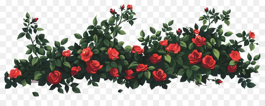 Rosal，Rosas Rojas PNG