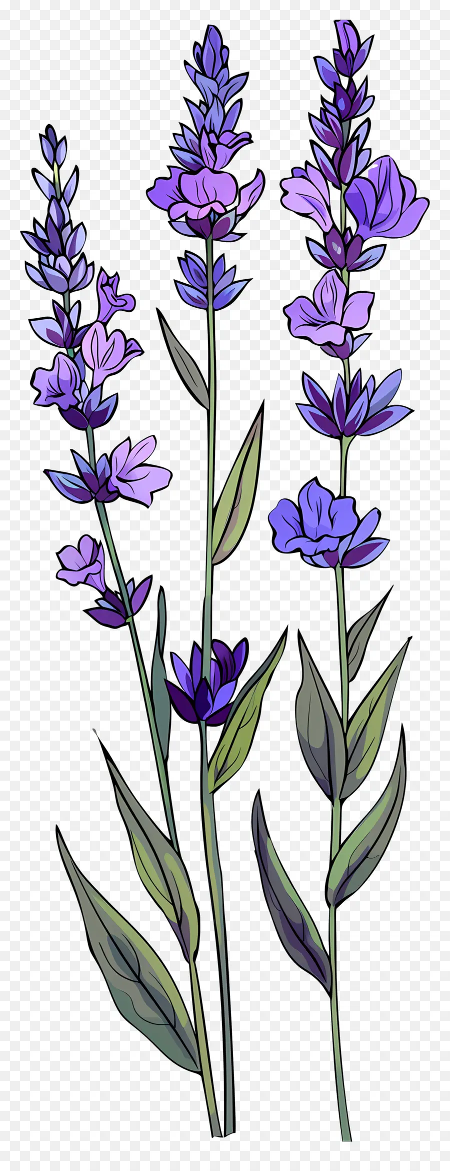 Flores De Lavanda，Lavanda PNG