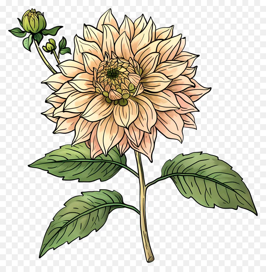 Flor De Dalia，Flor única PNG