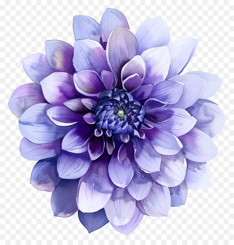 Flor De Dalia，Flor Morada PNG