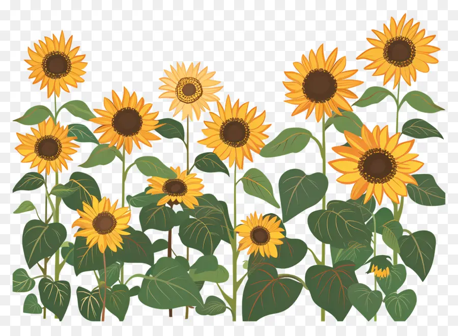 Frontera De Girasoles，Girasoles PNG