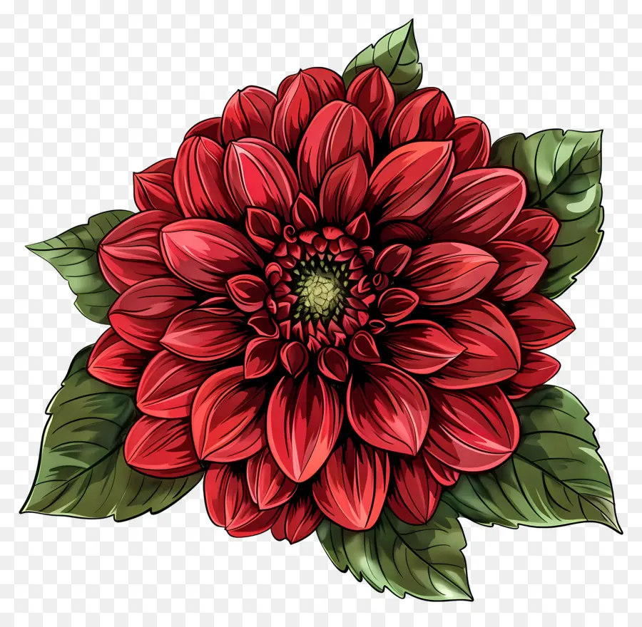 Flor De Dalia，Flor PNG