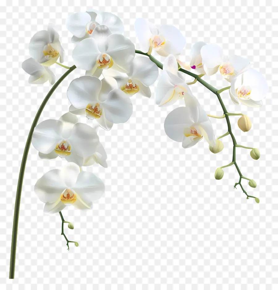 Flor De Orquídea，Orquídea Blanca PNG