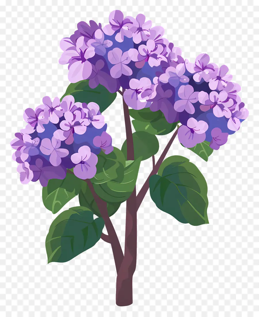 Arbusto De Hortensia，Flores Moradas PNG