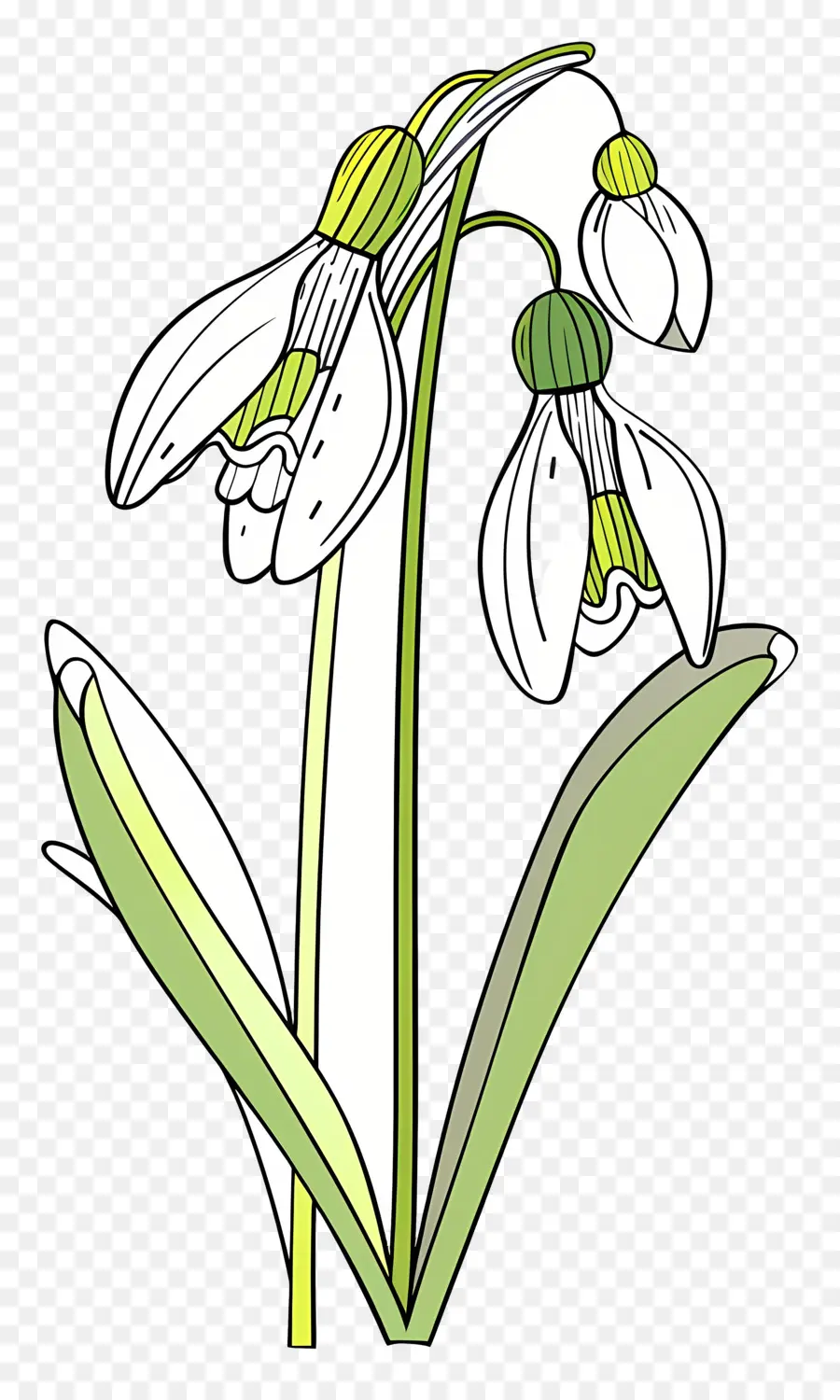 Campanillas De Invierno，Flor De Campanilla Blanca PNG