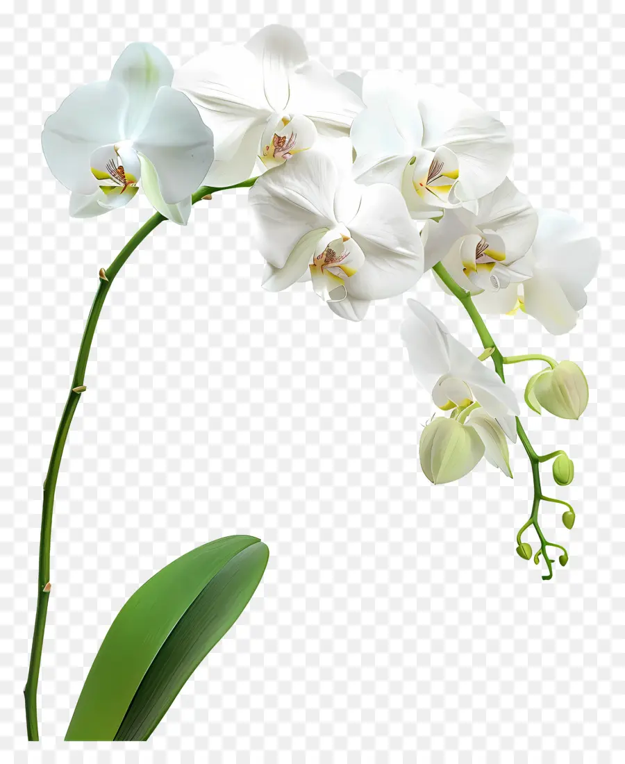 Flor De Orquídea，Orquídea Blanca PNG