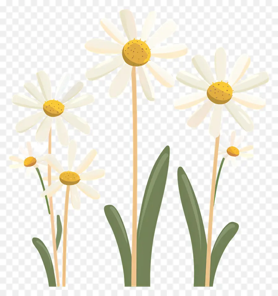 Flores De Margarita，Margaritas Simples PNG