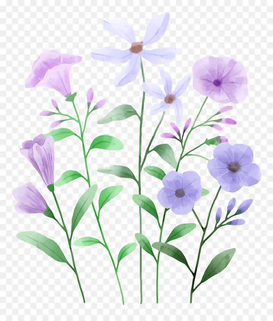 Flores De Acuarela，Flores Moradas PNG