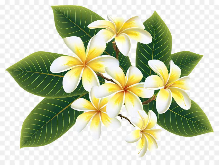 Flor Frangipani，Flores De Plumeria PNG