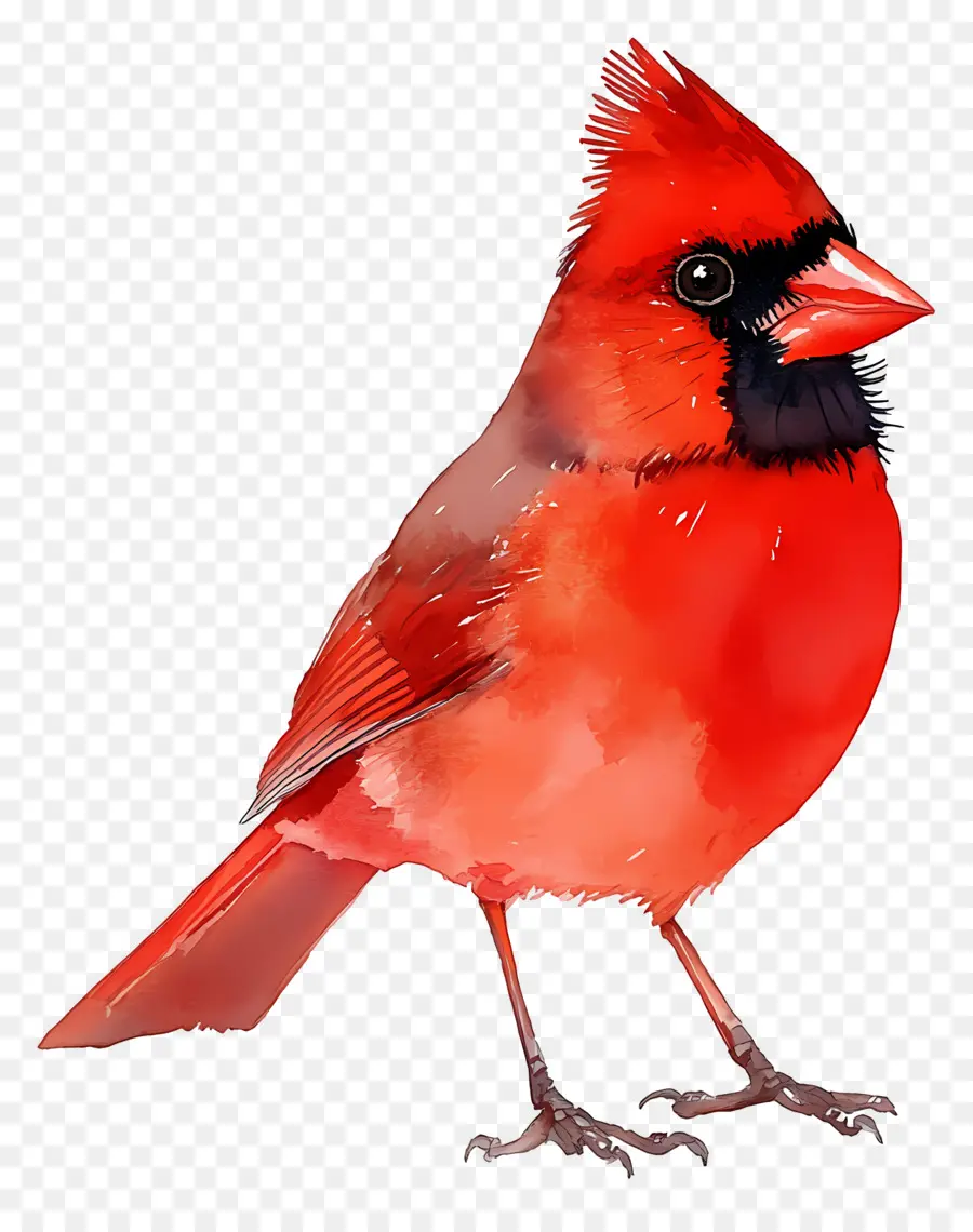 Pájaro Acuarela，Pájaro Rojo PNG