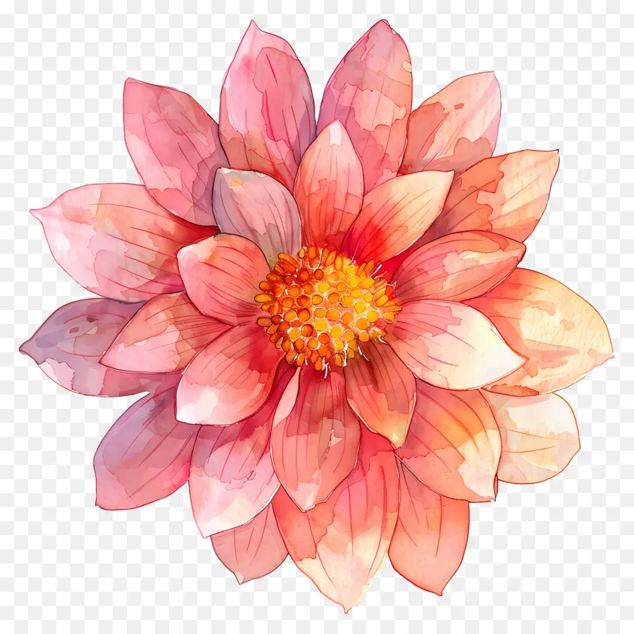 Flor De Dalia，Flor Colorida PNG