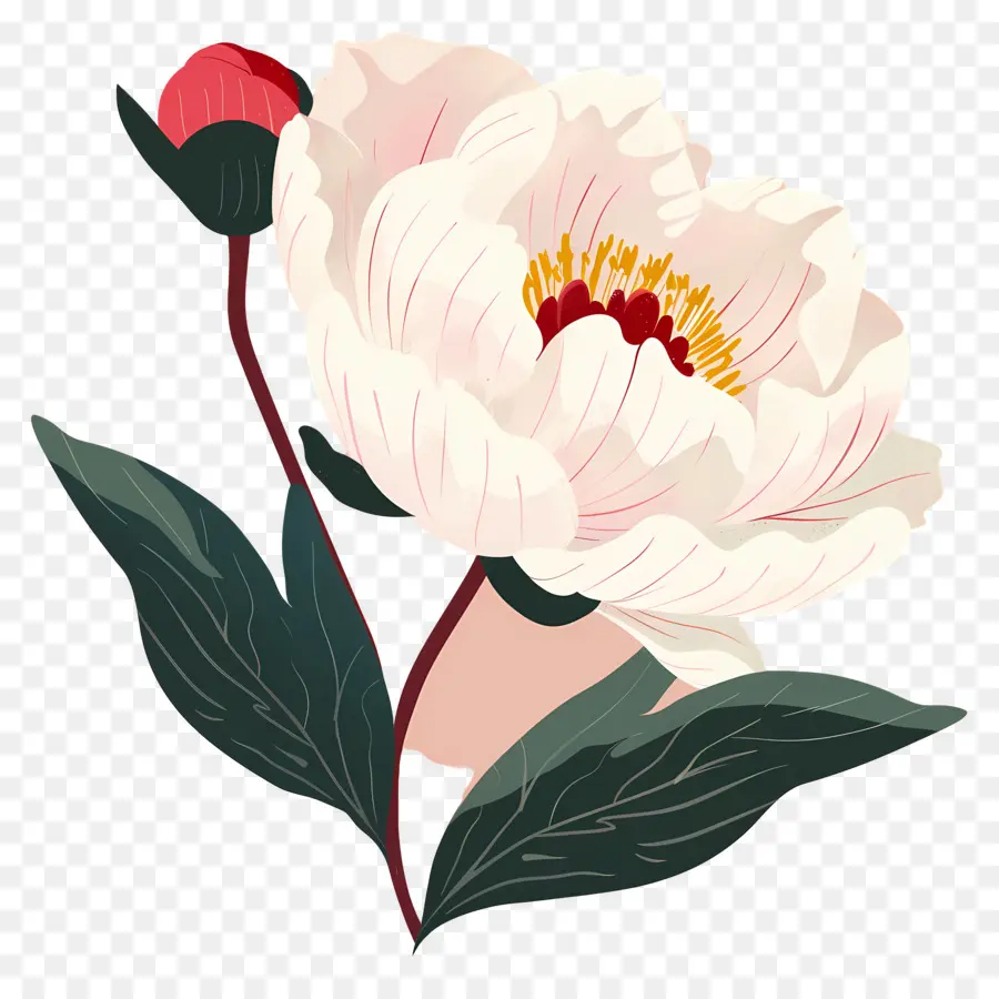 Flor De Peonía，Flor Rosa PNG