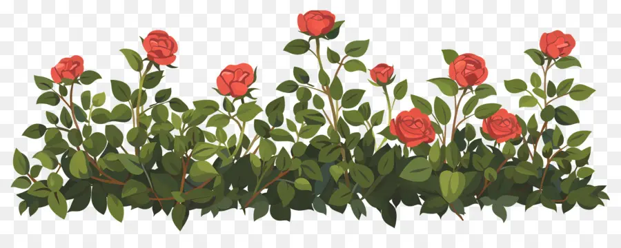 Rosal，Rosas PNG